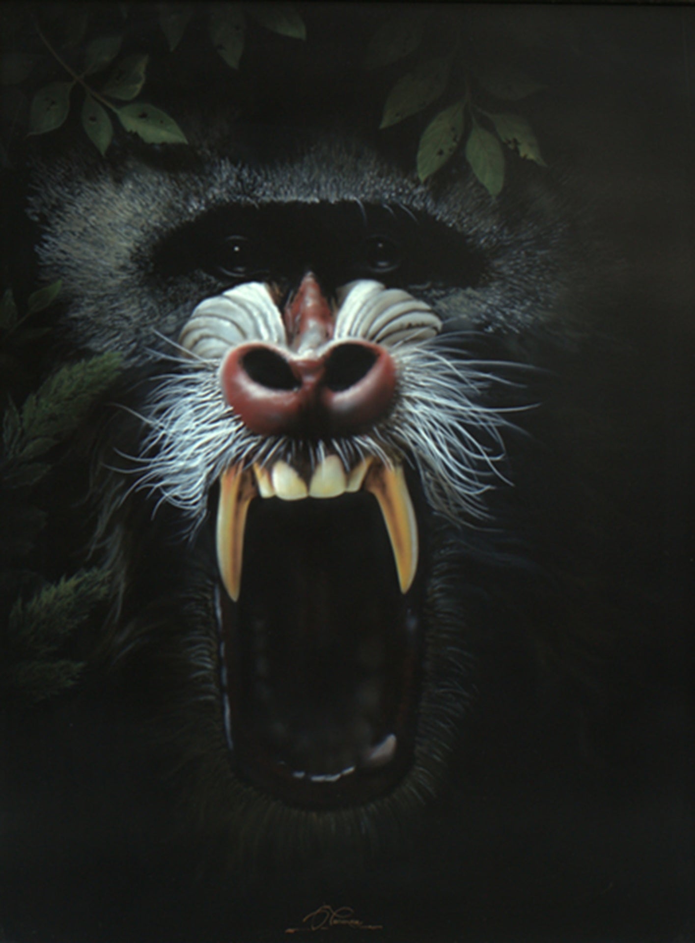 Mandrill - Monkey