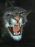 Ginger - Mountain Lion