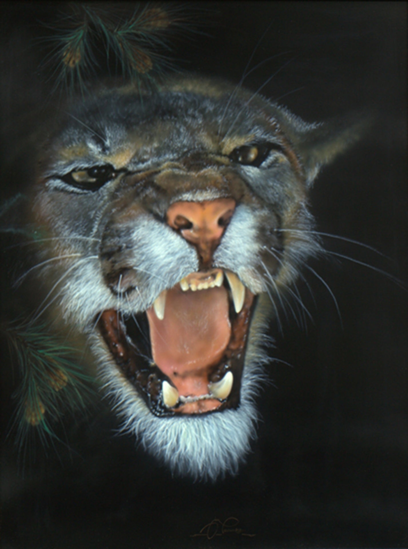 Ginger - Mountain Lion