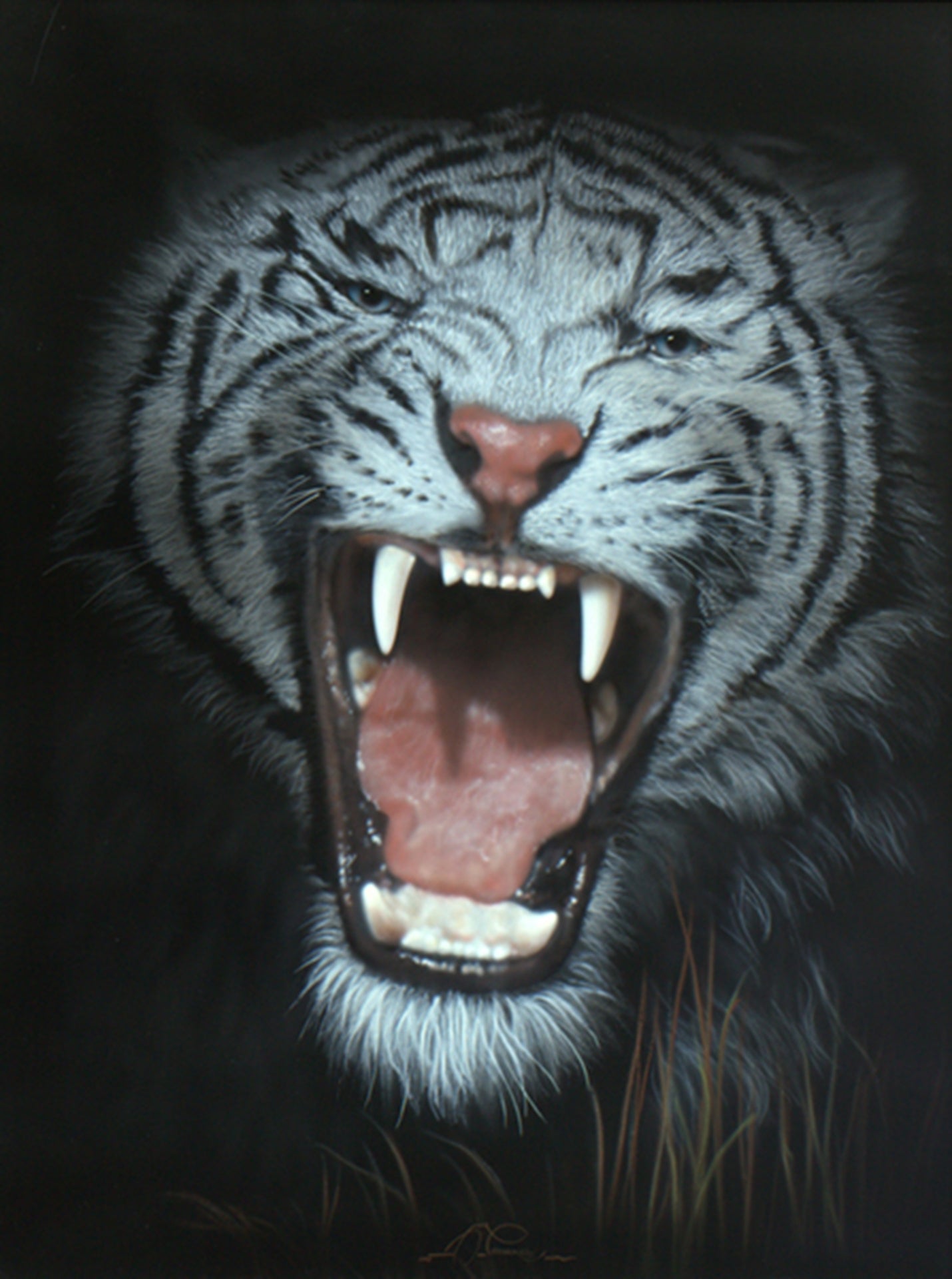 Blue Eyes - White Tiger