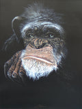 Reflection - Chimpanzee