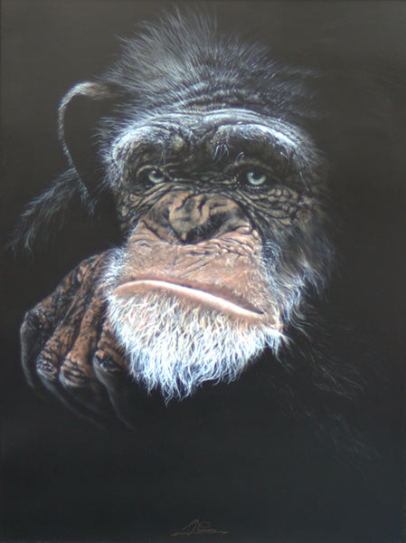 Reflection - Chimpanzee